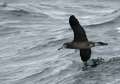 Black-footed Albatross